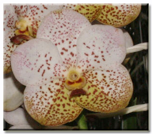 Vanda Thai Spots X Suksamran Spots ( Yellow Red Spots Flower) - Orquidário  Dona Vanda